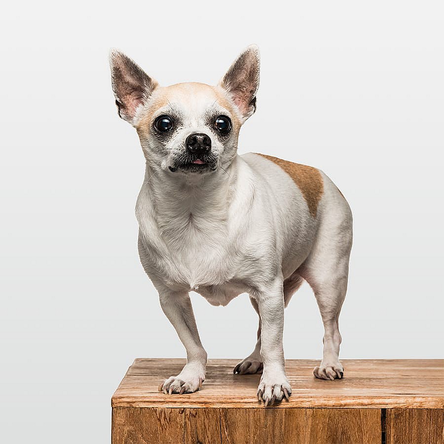 Fritz, der Salonhund